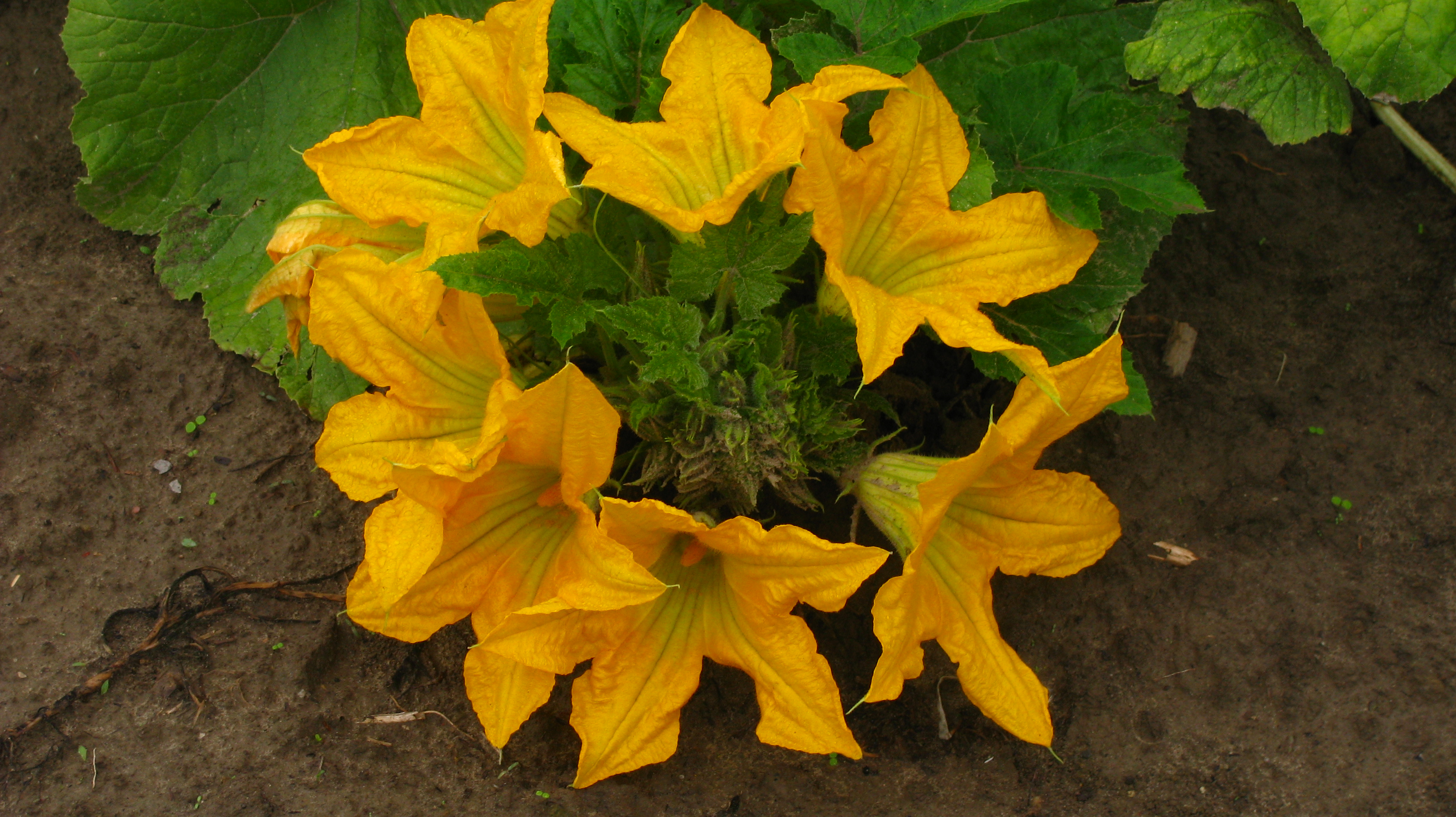 Cucubita pepo subsp pepo var. styriaca